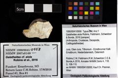 Foto (Objket + Etiketten) von Galatheites aiola (Robins, Feldmann, Schweitzer & Bonde, 2016) 